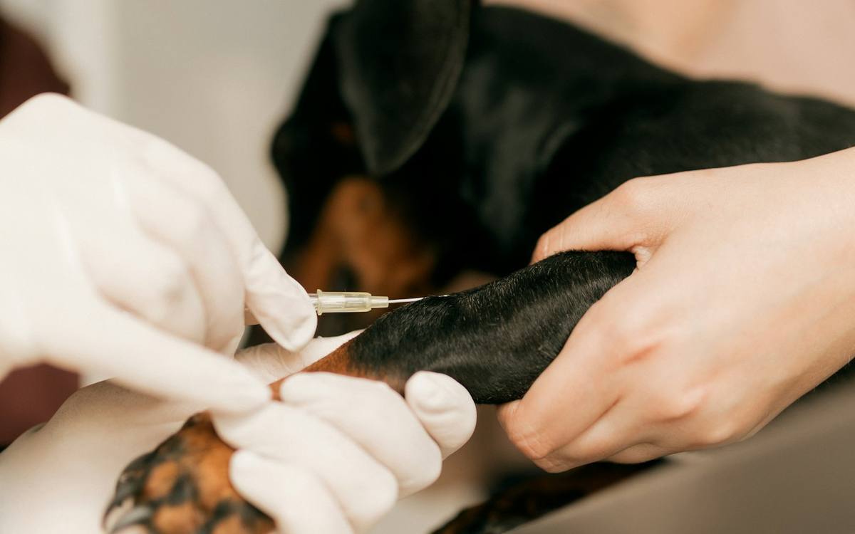 Toshkentda veterinar va zooxizmatlarni qanday topish mumkin: gruming, kinolog, vaqtincha boqish